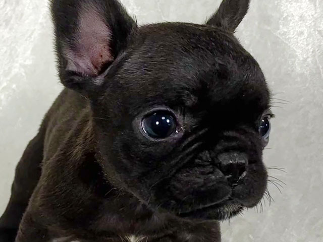 フレンチブルドッグの子犬