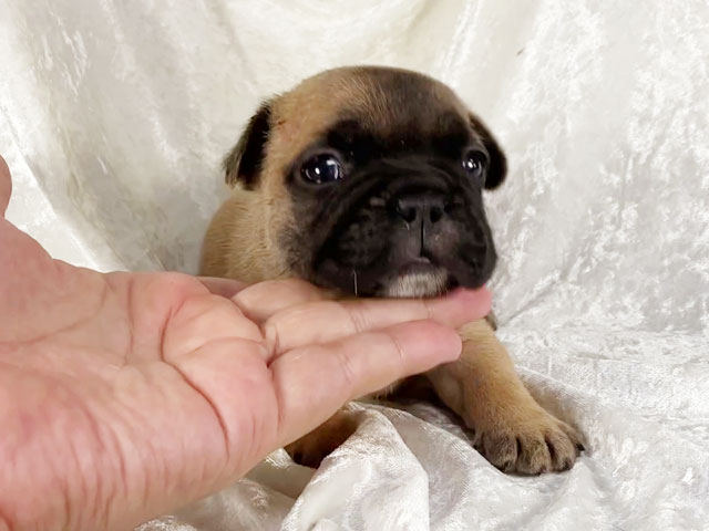 フレンチブルドッグフォーン子犬