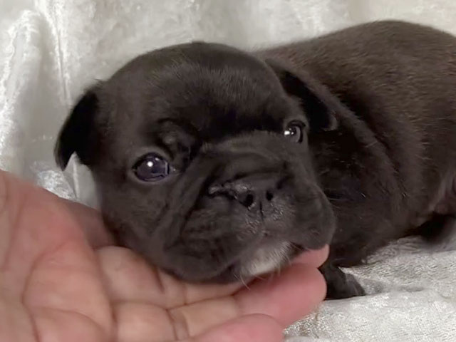 フレンチブルドッグブリンドル子犬