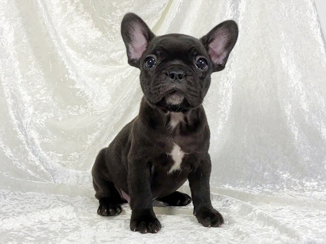 フレンチブルドッグの子犬