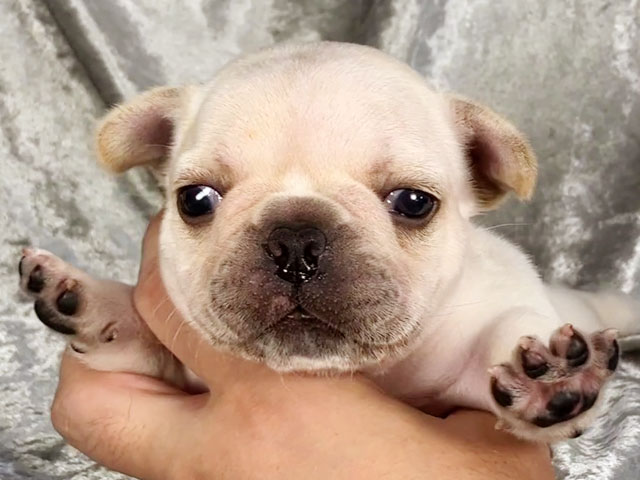 フレンチブルドッグクリーム子犬