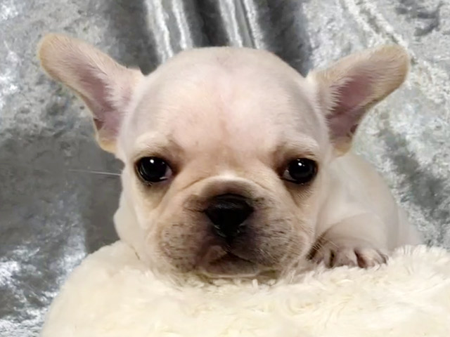 フレンチブルドッグの子犬