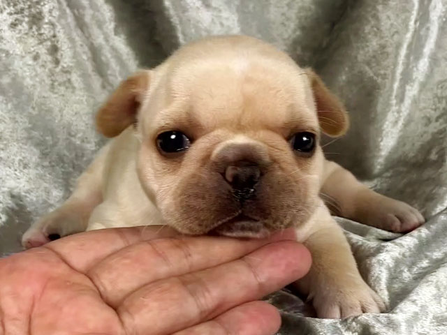 フレンチブルドッグクリーム子犬