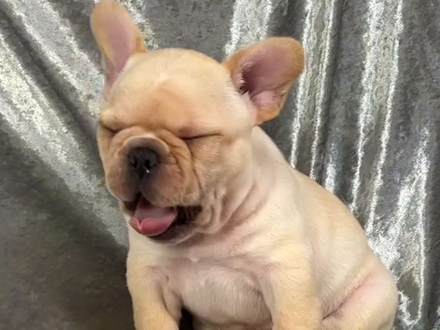 フレンチブルドッグの子犬