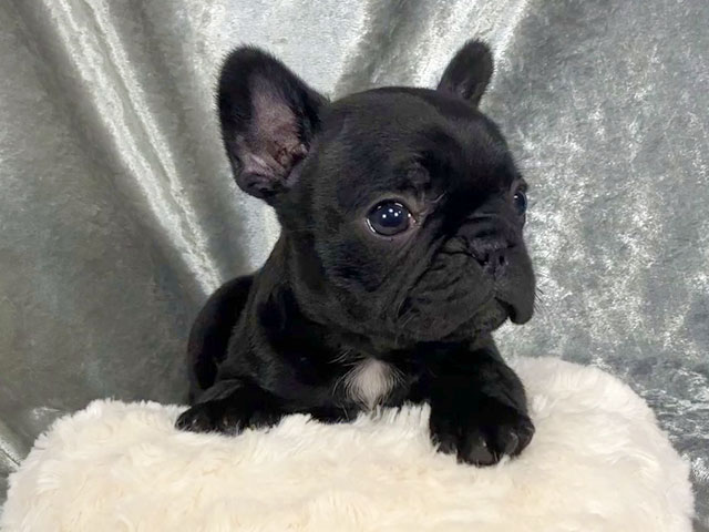 フレンチブルドッグの子犬