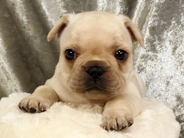 フレンチブルドッグの子犬