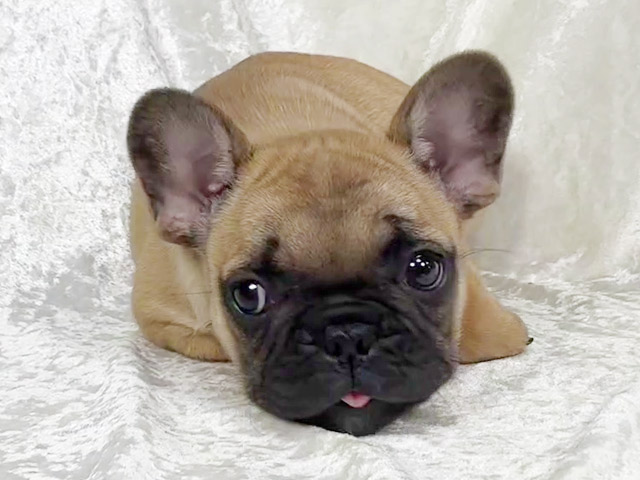 フレンチブルドッグの子犬