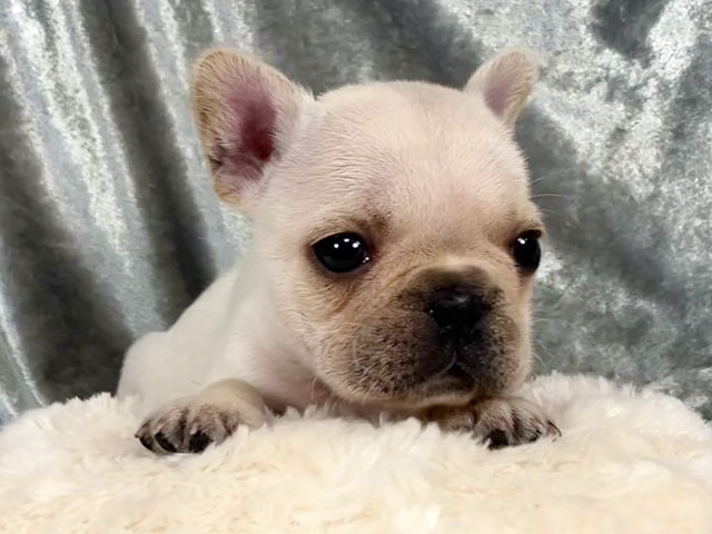 フレンチブルドッグの子犬