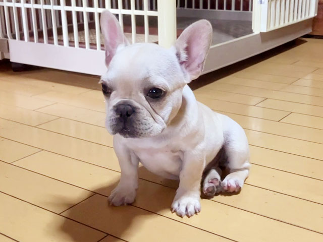 フレンチブルドッグの子犬