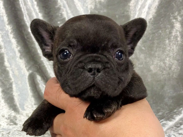 フレンチブルドッグの子犬