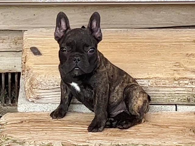 フレンチブルドッグの子犬
