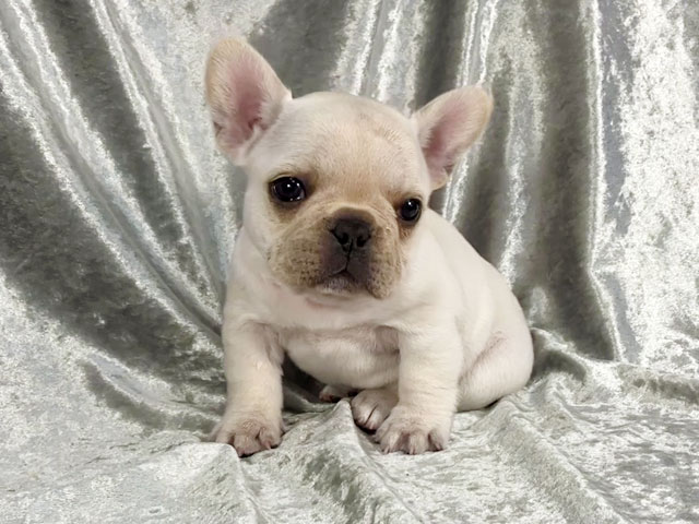 フレンチブルドッグの子犬