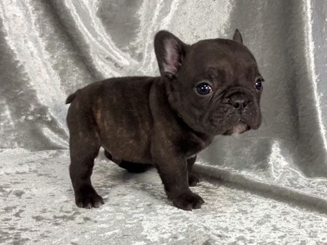 フレンチブルドッグの子犬