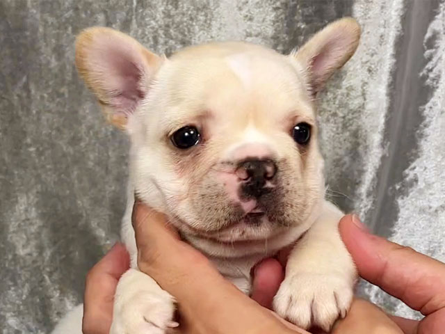 フレンチブルドッグの子犬