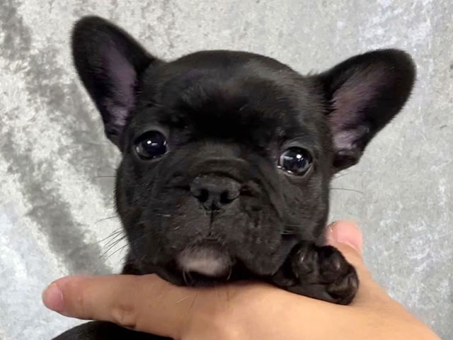 フレンチブルドッグの子犬