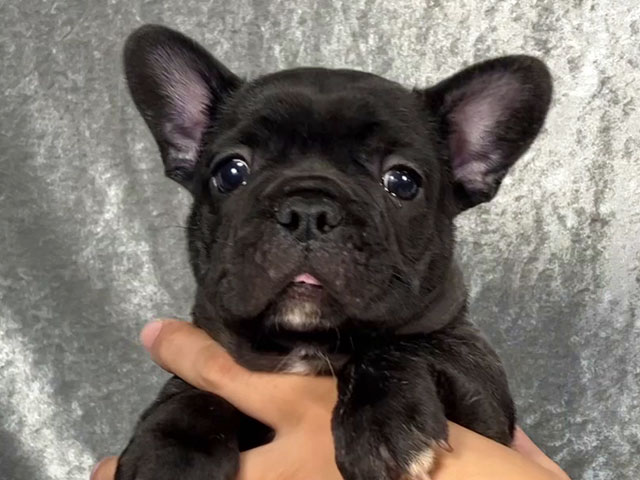 フレンチブルドッグの子犬