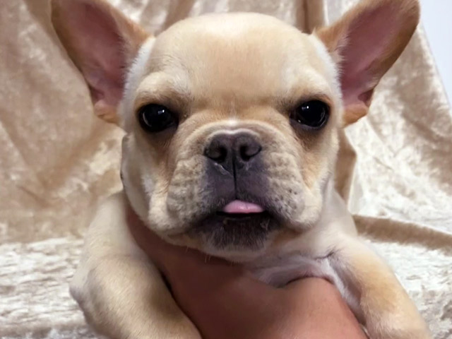 フレンチブルドッグの子犬