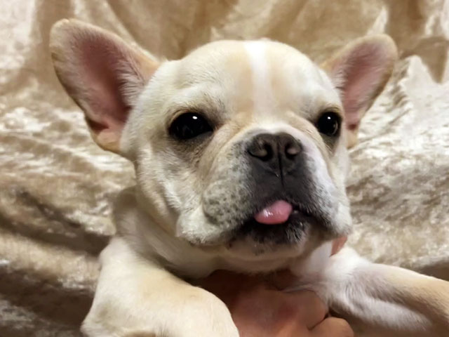フレンチブルドッグの子犬