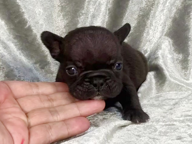 フレンチブルドッグの子犬