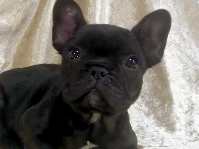 フレンチブルドッグの子犬
