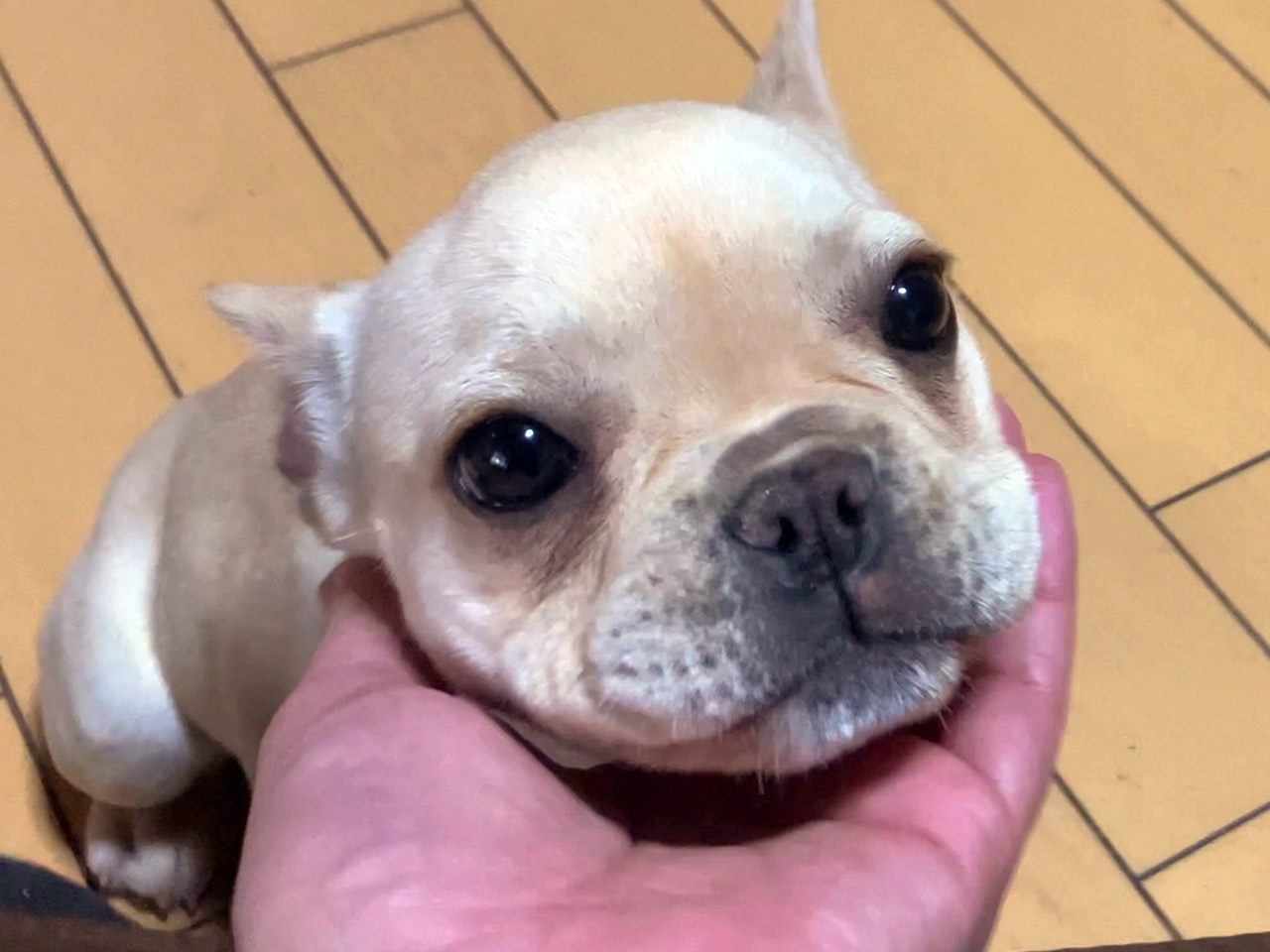 フレンチブルドッグの子犬
