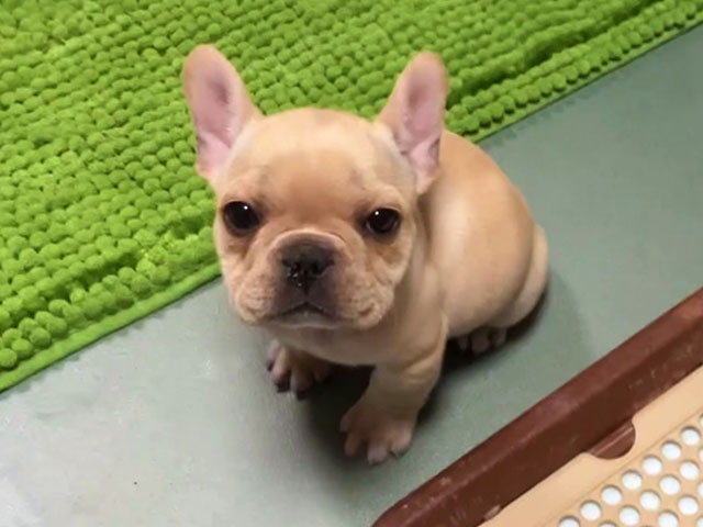 フレンチブルドッグの子犬