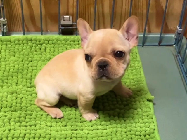 フレンチブルドッグの子犬