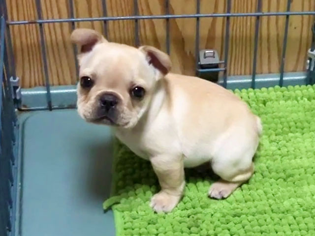 フレンチブルドッグの子犬