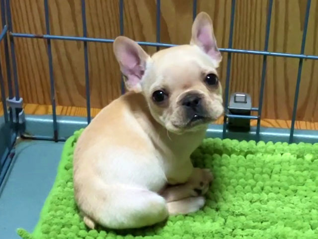 フレンチブルドッグの子犬