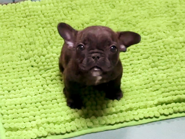 フレンチブルドッグの子犬