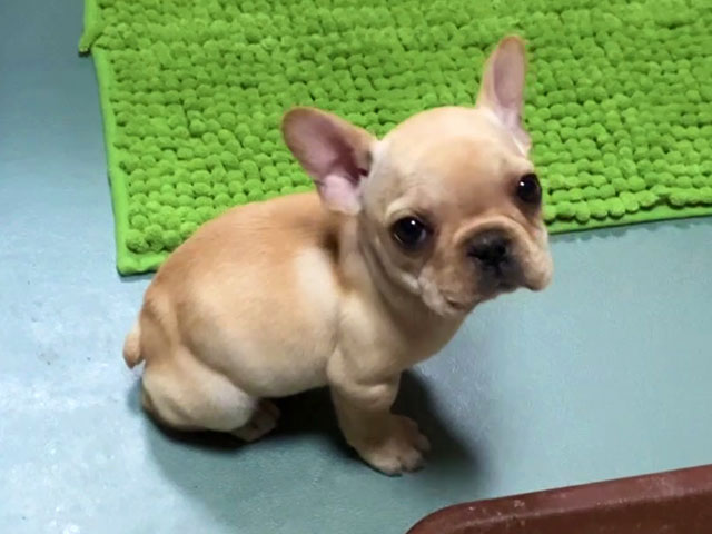 フレンチブルドッグの子犬