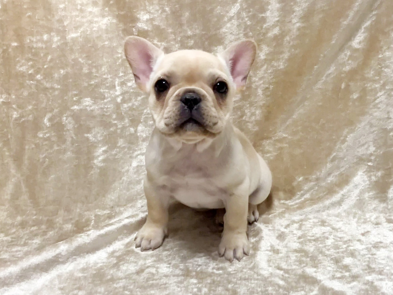 フレンチブルドッグの子犬