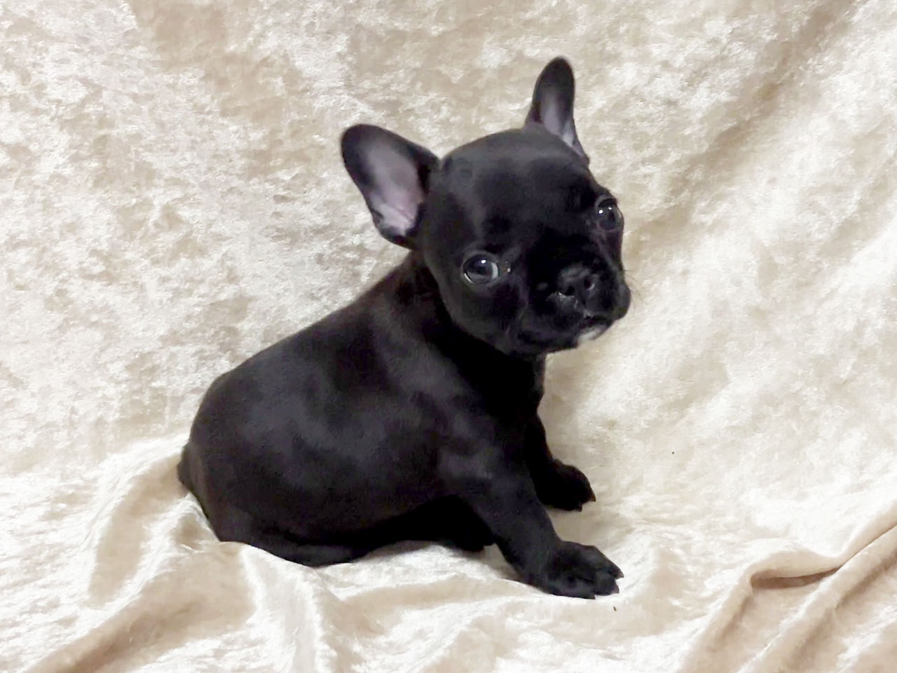 フレンチブルドッグの子犬