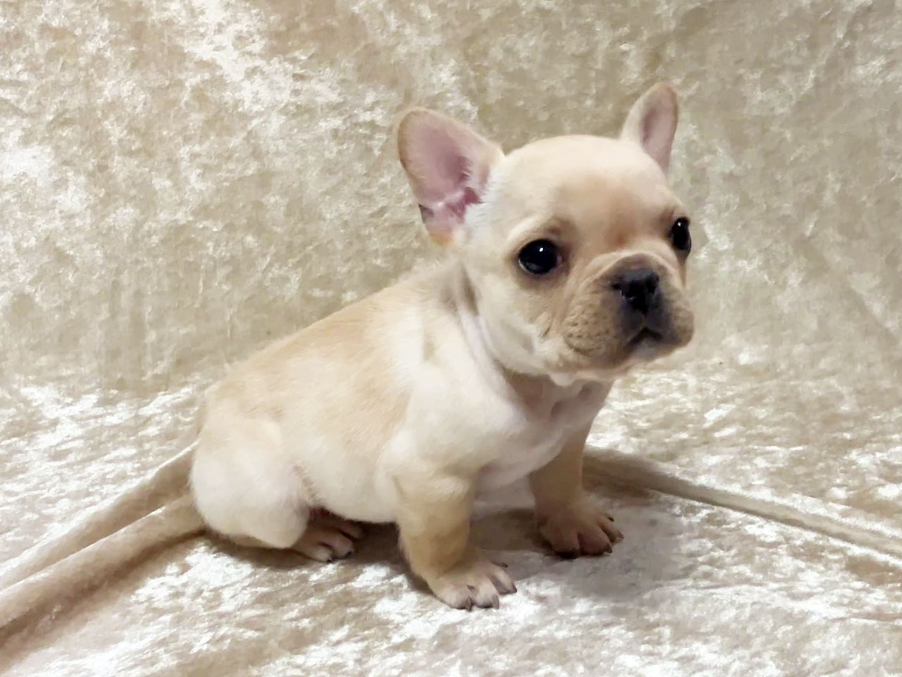 フレンチブルドッグの子犬