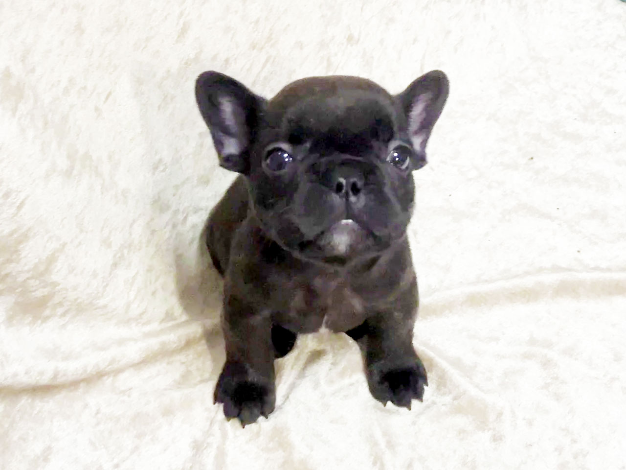 フレンチブルドッグの子犬
