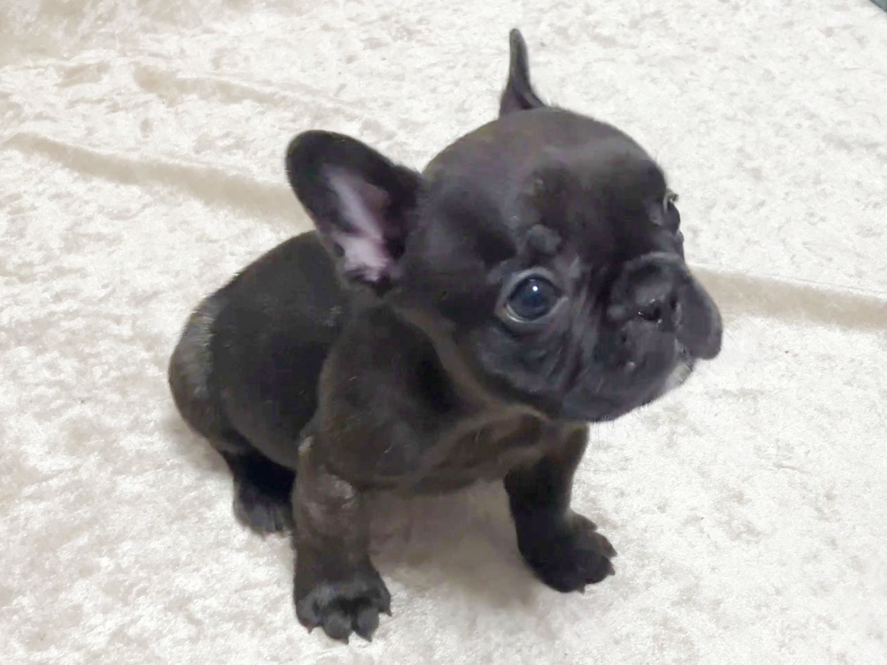 フレンチブルドッグの子犬