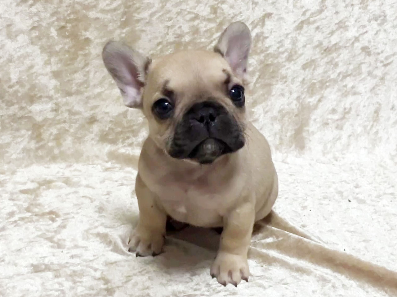フレンチブルドッグの子犬