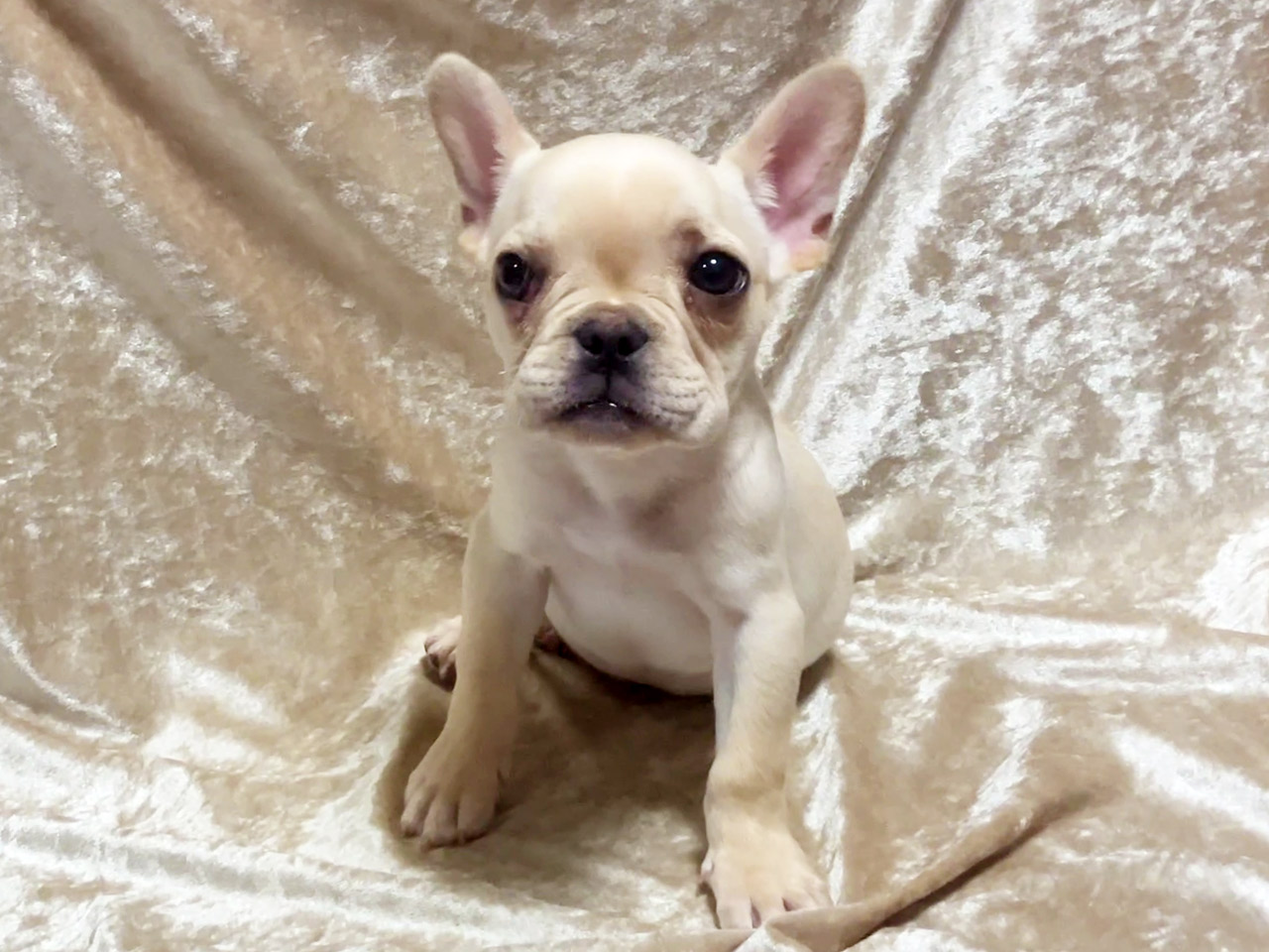 フレンチブルドッグの子犬