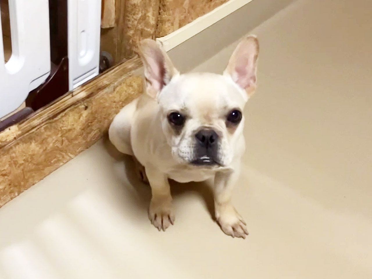 フレンチブルドッグの子犬