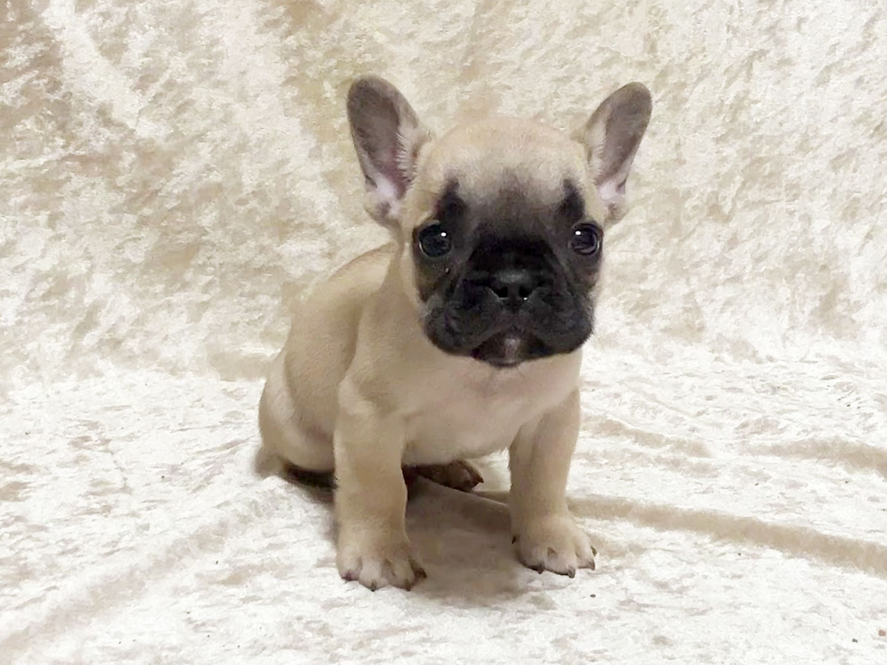 フレンチブルドッグの子犬