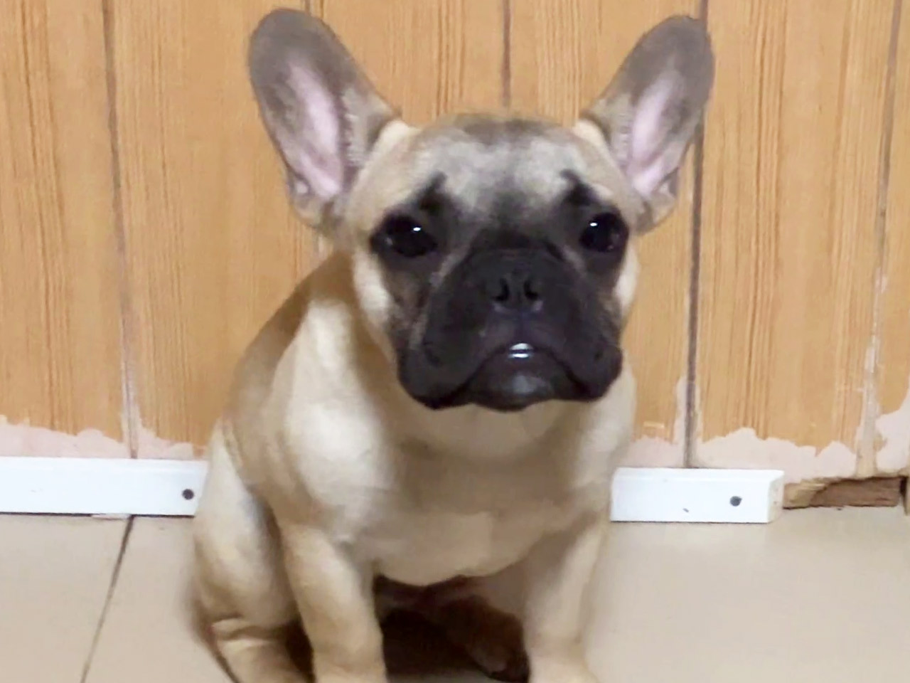 フレンチブルドッグの子犬