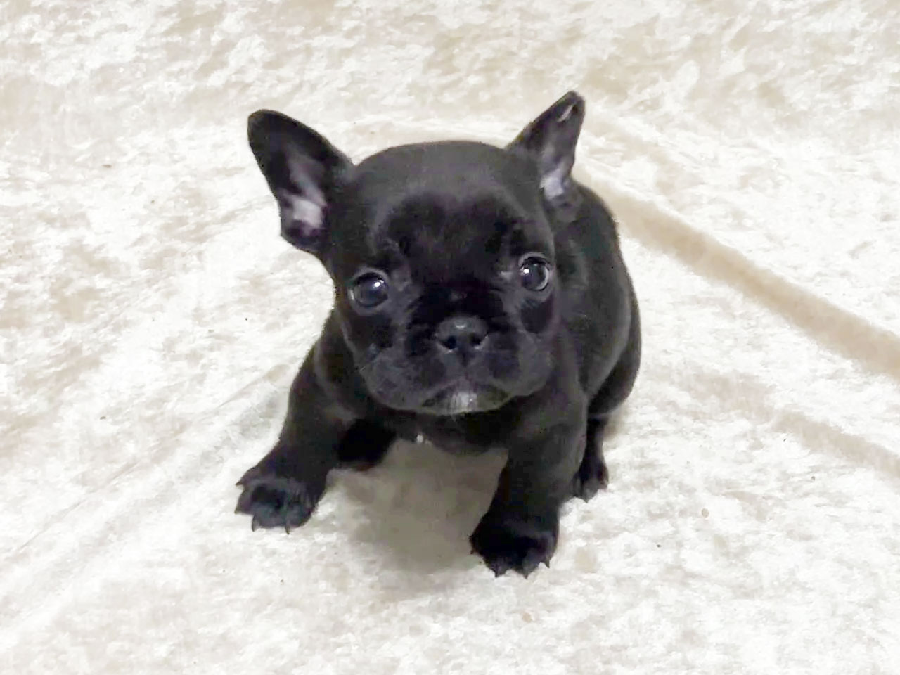 フレンチブルドッグの子犬
