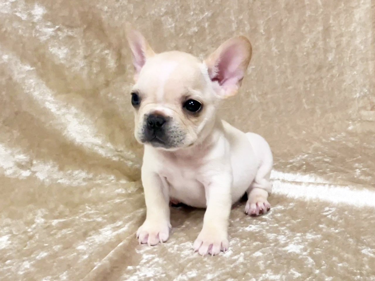 フレンチブルドッグの子犬
