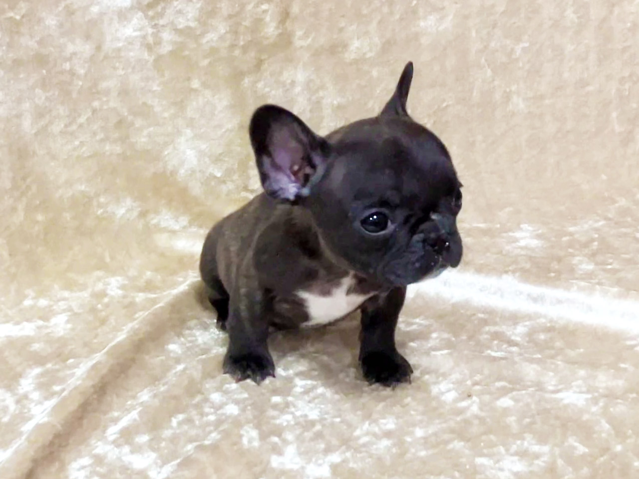 フレンチブルドッグの子犬