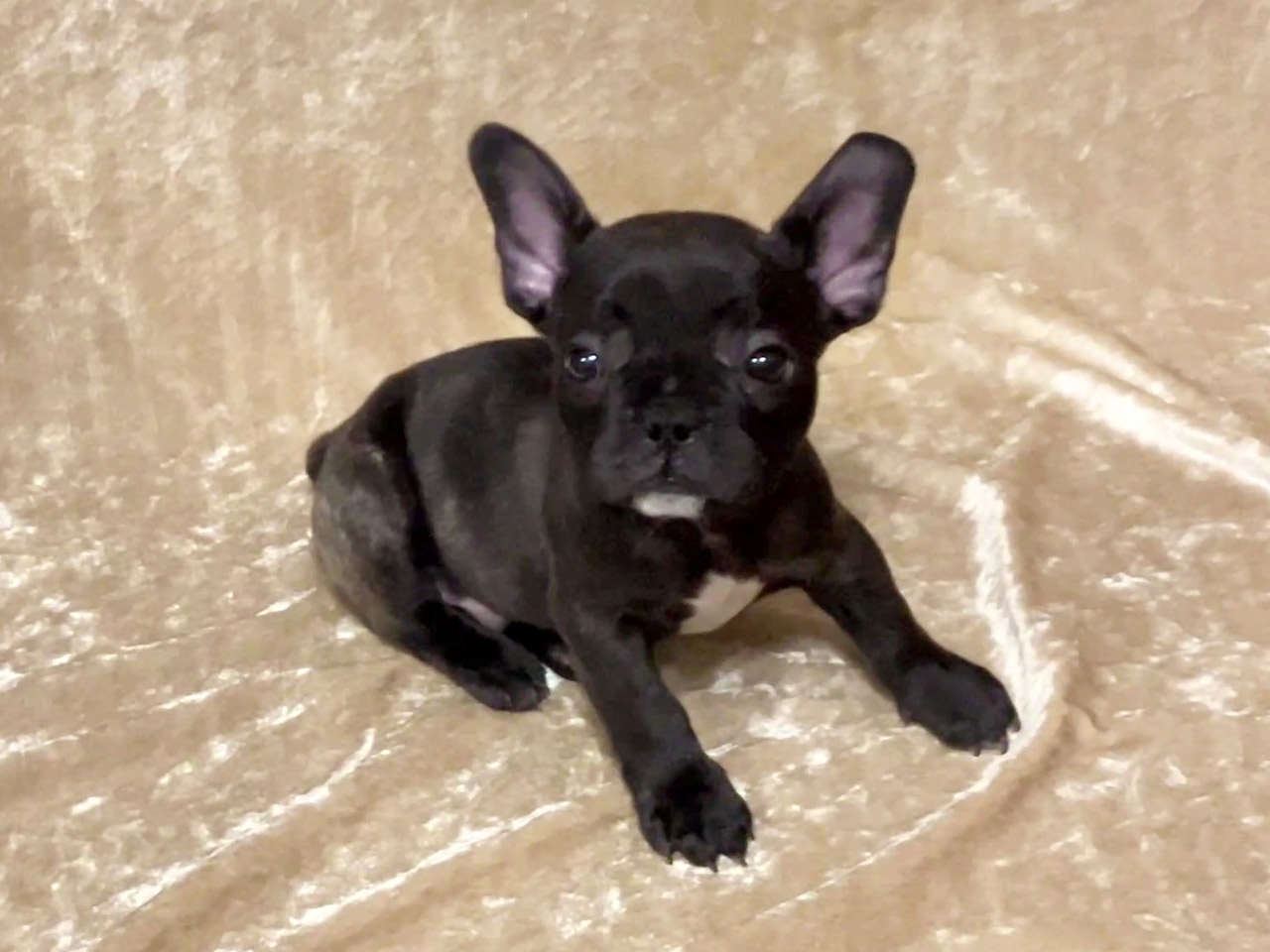 フレンチブルドッグの子犬