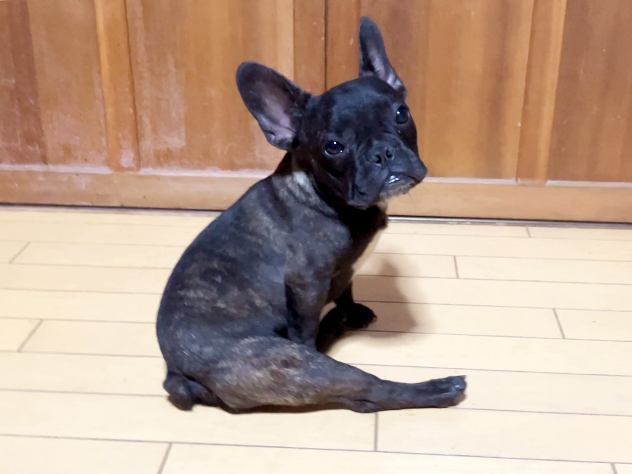 フレンチブルドッグの子犬