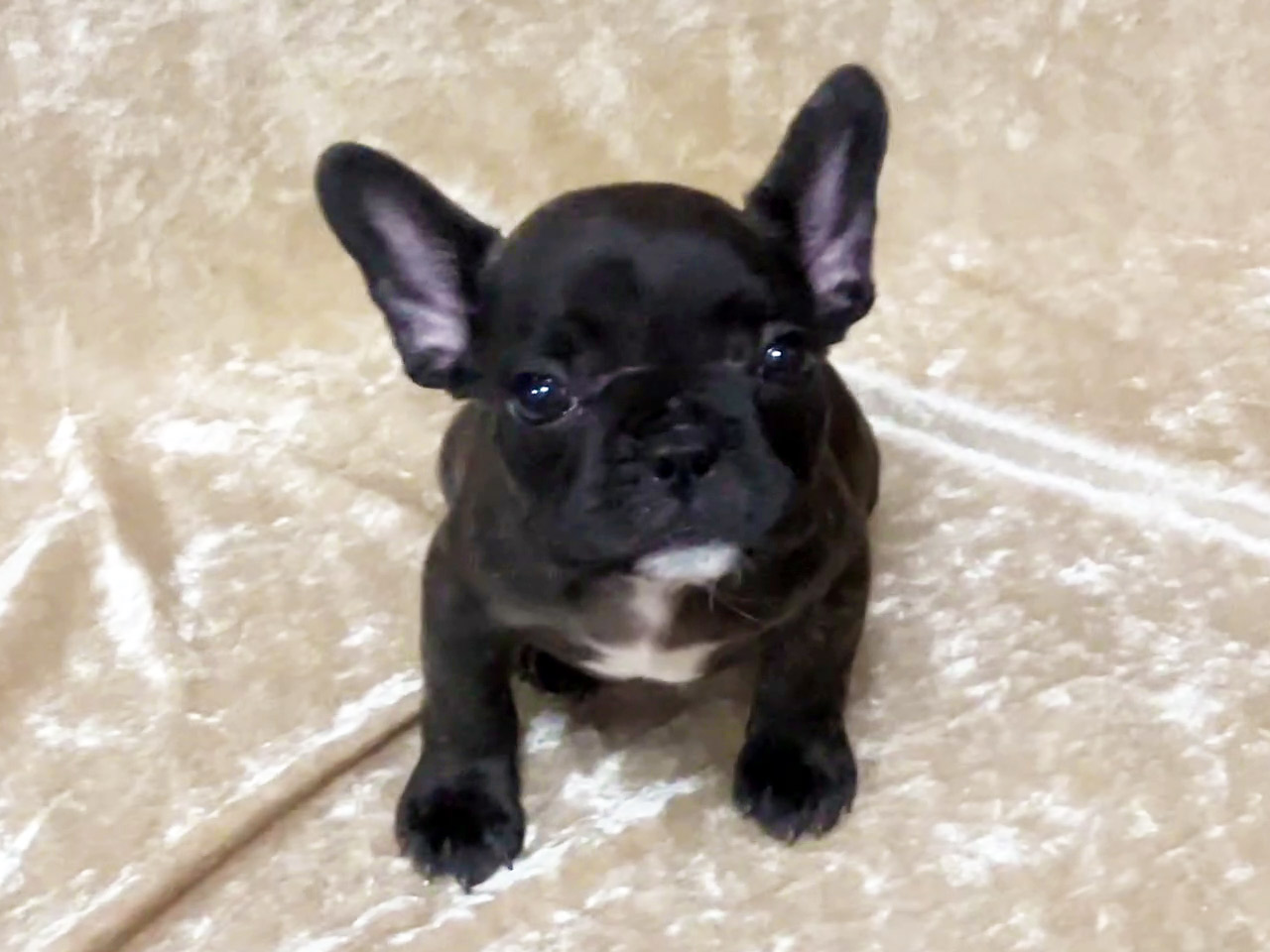 フレンチブルドッグの子犬