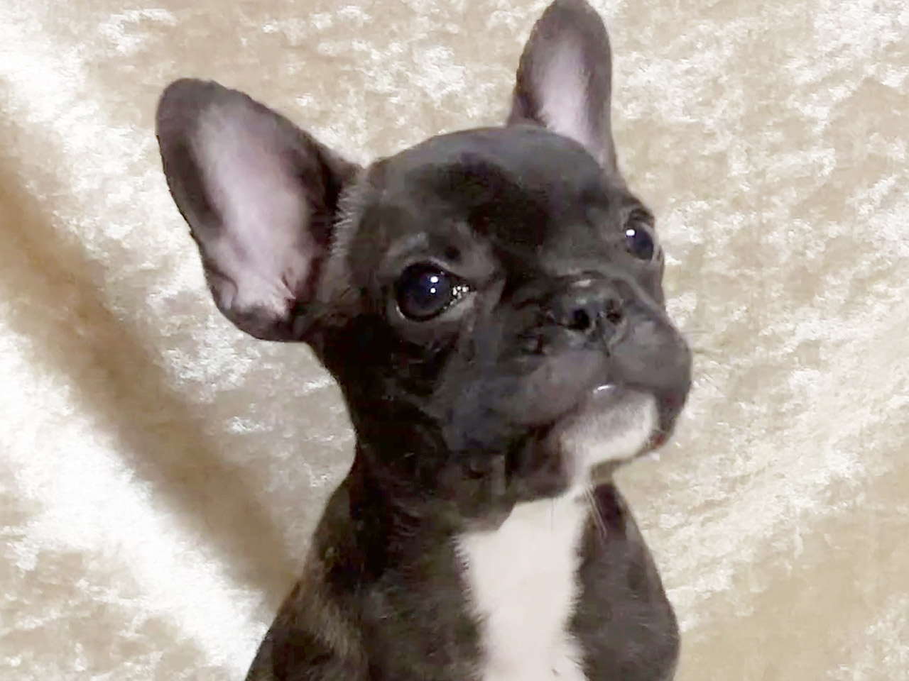 フレンチブルドッグの子犬