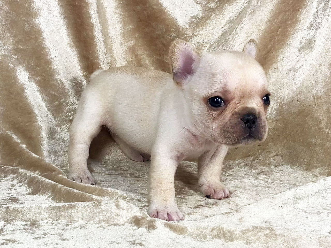 フレンチブルドッグの子犬