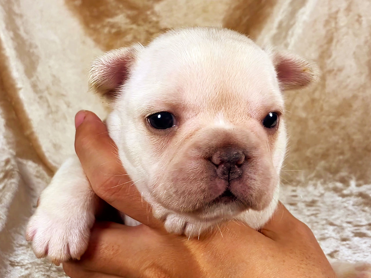フレンチブルドッグの子犬
